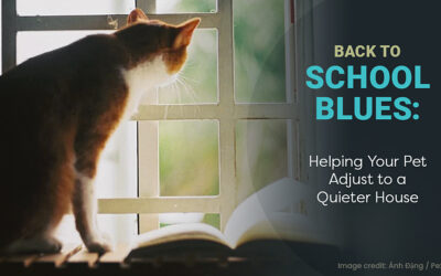 Back to School Blues: Helping Your Pet Adjust to a Quieter House