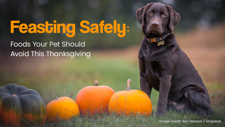 Feasting Safely: Foods Your Pet Should Avoid This Thanksgiving